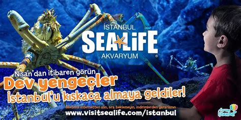 forum avm sea life